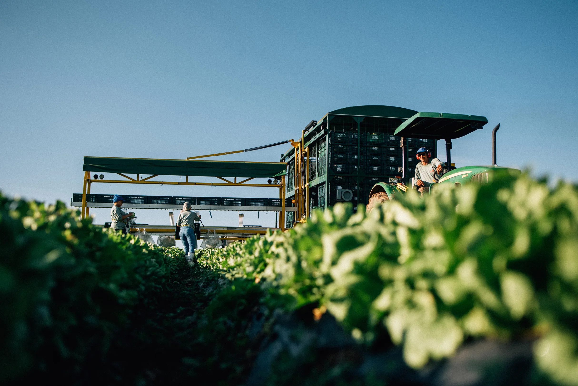 Cultivo de hortaliças frescas em Holambra para produção de saladas prontas La Vita