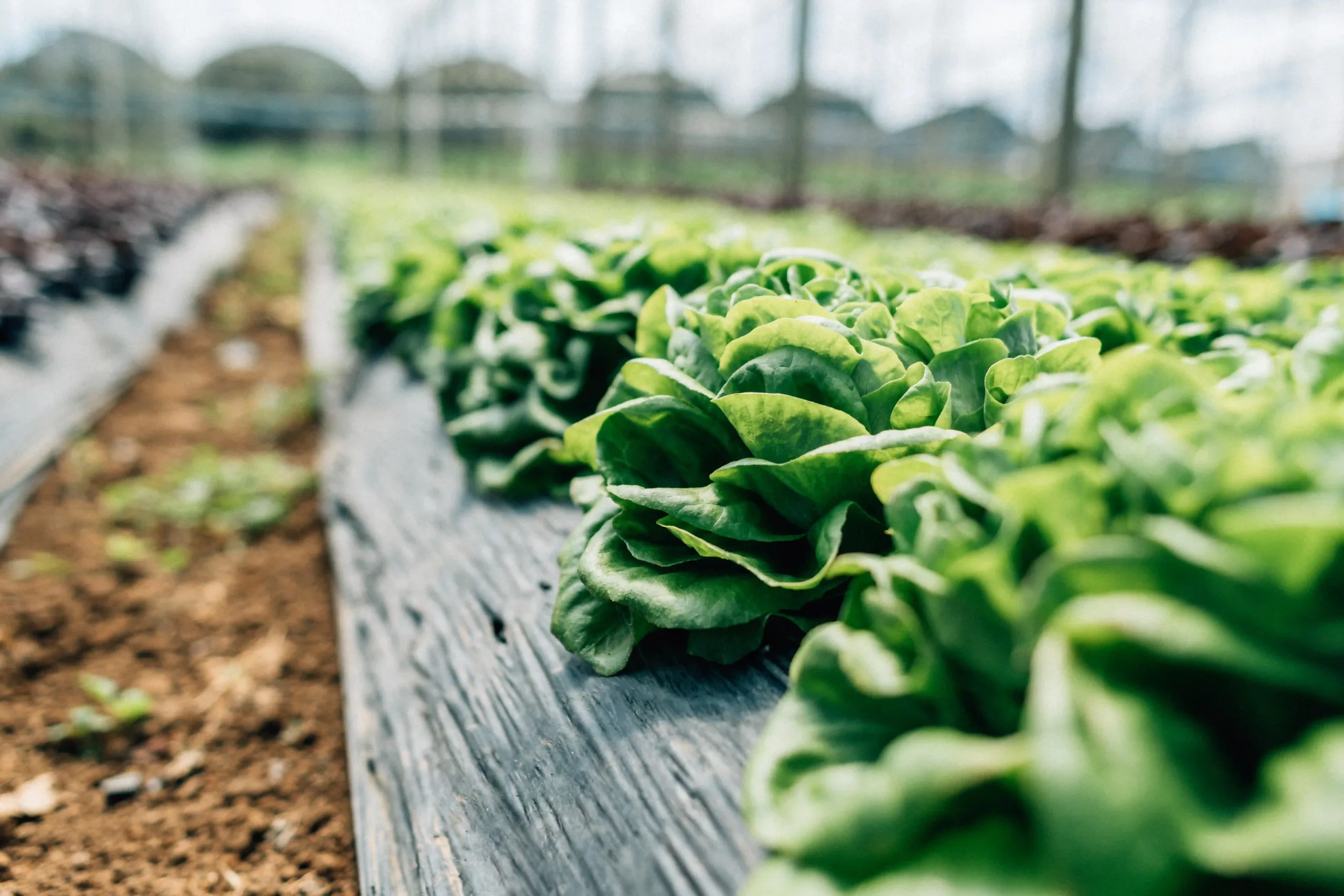 Plantação de alface cultivada pela La Vita