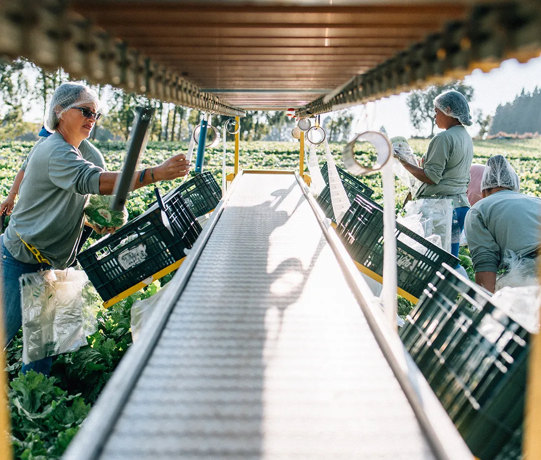 Equipe utilizando esteira móvel durante colheita de hortaliças na La Vita