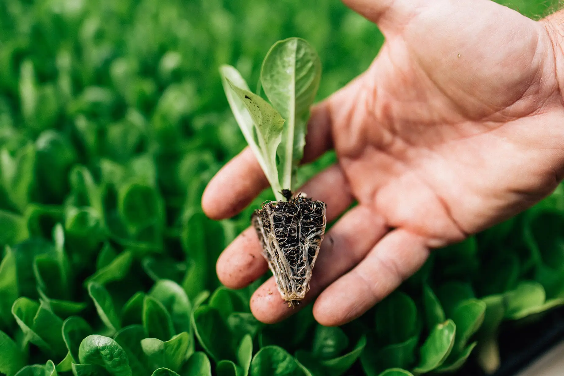 Muda de alface com raízes desenvolvidas na produção La Vita